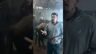ਪਸ਼ੂ ਨੂੰ ਪੱਠੇ ਕਿਵੇਂ ਪਾਓ ਵੇਖੋ ਵੀਡੀਓ 