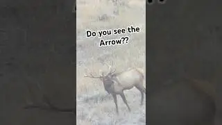Massive Bull with Arrow in his shoulder!! 😳 #elk #elkhunting #hunting #406 #montana #outdoors
