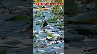 bronze-winged jacana