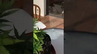 46 день растениям марихуаны , рассказываю о сборе урожая #weed #ganja #pot #outdoor #terrace #+speed