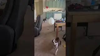 Boston Terrier Balloon Battle: Extreme Air Edition! #fypシ #shorts #dogs #cute #funny #love #balloon