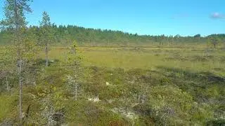 Levaneva