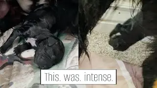 Our Border Collie Gives Birth to Her 