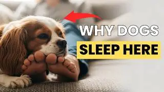 Why Dogs Sleep at Your Feet 🐶💤 | The Secret Meaning Revealed