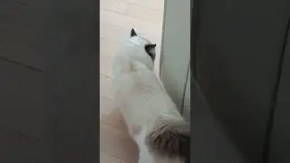 Bonding time with my adorable ragdoll cat Macaron 