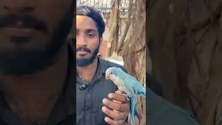 Speaking monk parrot