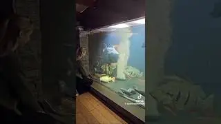 සිහිනය dream #tank#fish#monster#monster fish#