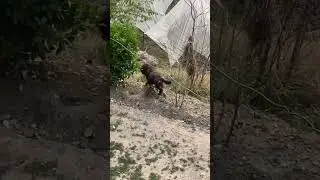 Best Guard Dog Breed Himalyan Sheep Dog 🐶 3 months Old Puppy Guarding #sheepdog#bestguarddogs#shorts