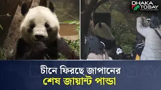 চীনে ফিরছে জাপানের শেষ জায়ান্ট পান্ডা | Giant Panda | China Japan Relations | Dhaka Today