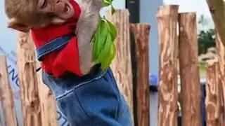 小猴子的朋友被抓了 #猴子 #小猴子 #可爱的小猴子 #可爱的小动物 #动物趣事