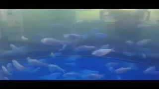 A School of Fish Swim By While I Play Unfitting Music 