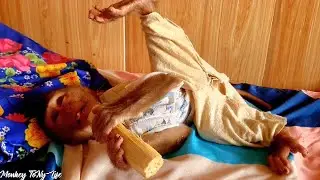 Monkey Mean Mean Eating Sugarcane &ndash; Funny Animal Video