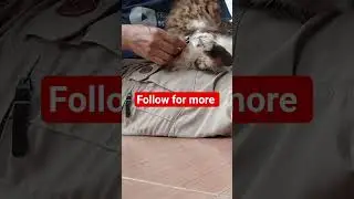 How to keep a cat calm while trimming its nails.