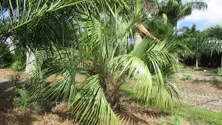 The Mule Palm - A Popular, Cold Hardy Hybrid!