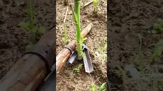 smart tools and fast ways to remove plants #shorts