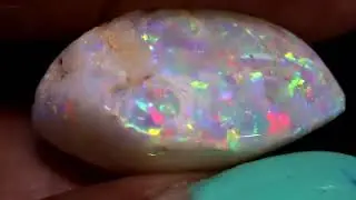 19.65 cts Clam Shell Opalised Fossil FO-1634