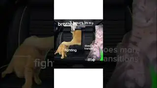 family ski trip pt 4 #cat #catmemes #funny #skiresorts #cute #edit #pets #car