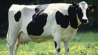Does Dairy Cause Acne? My Personal Study Results & Conclusions!!