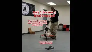 🐕 Real lesson, 1st session with Andy the Aussiedoodle #dogtraining #aussiedoodle #shicklek9