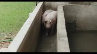 UPISA   Frigorifico, Cerdo, Chancho, Suino,