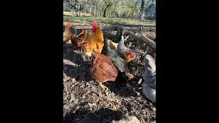 Clucky Chickens Live! Chickens loving the sunshine on this cold winter morning