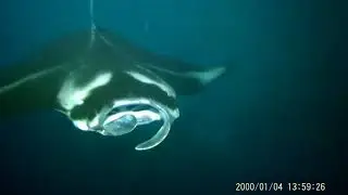 Ray1