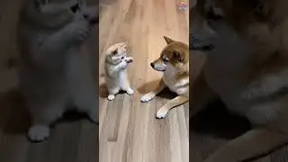 Kitten Begins Mysterious Ritual  Shiba Is Concerned | Playing Kitty Shorts