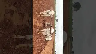కోడలు ట్రైనింగ్ తీసుకుంటున్న కొడాలనే మీరు చూస్తే ఆశ్చర్యపోతారు! | bulls | bull race | ongole bulls