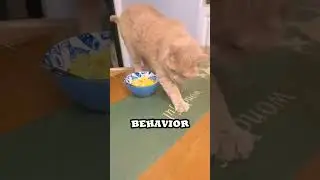 4 weird things cats do that actually make total sense animals