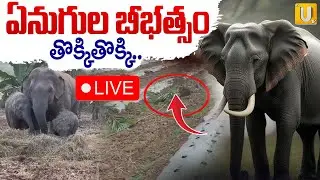 Elephant Herd Destroys Harvested Crops in Manyam District🔴LIVE | ఏనుగుల బీభత్సం | Its UTV News