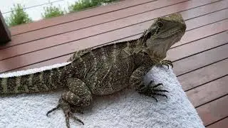 Fatty dragon hiding from Daddy dragon