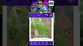 React de uma Colombia Gold CL&Aacute;SSICA no Ganz&aacute; App 🌿 Se inscreve pra mais!