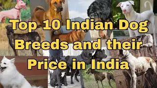Top 10 Indian dog breeds and price. #dogbreed  #indiandogs