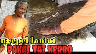 ngepel rumah pake kotoran sapi