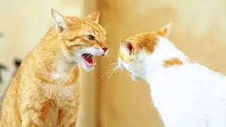 Angry Cat Attack Sound 2021 | Angry Cat Fighting Video Compilation