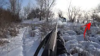 FRESH TRAILS! Hare hunting after a snowfall