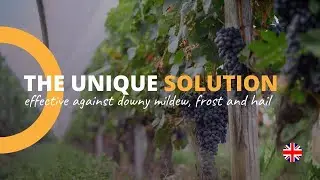 Viti-Tunnel | The unique solution effective against mildew, frost and hail (english version)