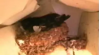 Swallows
