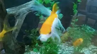 Candy with a 3 split tail (fishies at twin rose columbia doctor office)