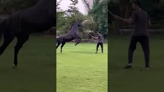 stallion: samrat 🐎||sire by Marsh 🐎||#stallion #shorts #shortvideo #youtube #youtubeshorts #viral