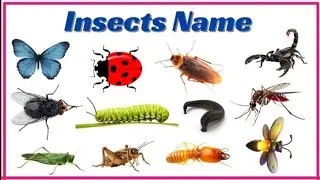 20 Insects Name in English | Learn Insect Names For Kids | English Vocabulary for Kids