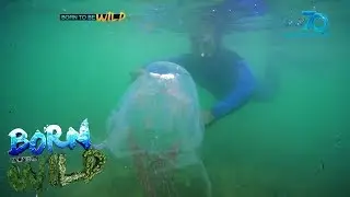 Born to be Wild: Marine Stingers