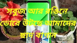 কি ভাবে ছাদ বাগান কে সবুজ আর রঙিনে ভোরে তুলবেন/HOW TO MAKE YOUR OWN ROOFTOP GARDEN GREEN &COLOURFUL
