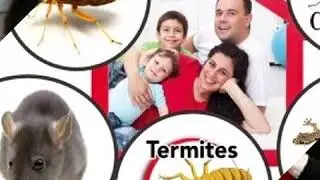 Termite Pest Control