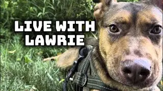 Live with Lawrie: sunset frisbee session with our rescue dog!