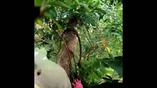 Deep jungle #honeybeedance to find honey