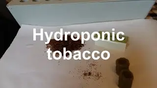 How to grow hydroponic tobacco, golden virginia seeds, summer season growing Part 1.