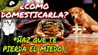 🖐🏽👉🏽¿COMO DOMESTICAR A UNA TORTUGA , Y HACER QUE NO TE TENGA MIEDO?👻💚💚
