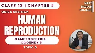 Oogenesis Explained | Human Reproduction Ch 2 | Class 12 Biology | Quick Revision
