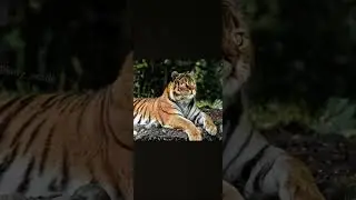 Cute animals in cat form